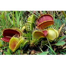 ونوس حشره خوار